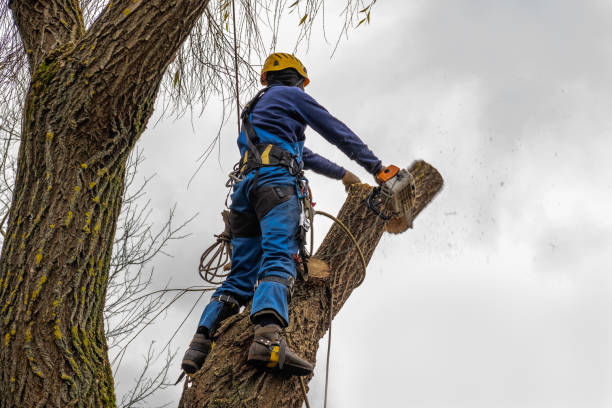 Reliable Saluda, SC Tree Service Solutions